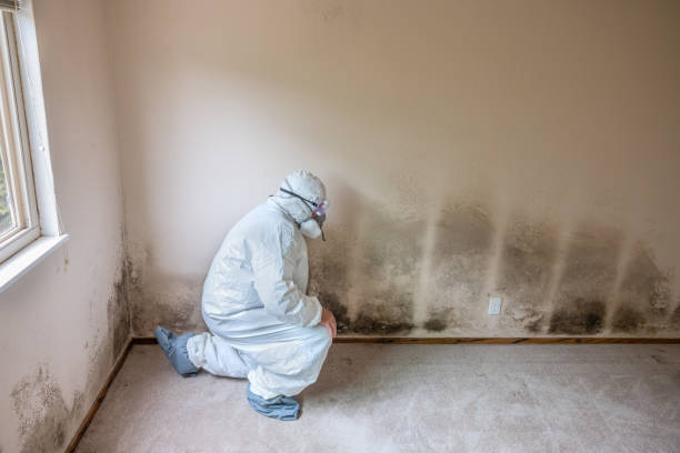 Mold Documentation for Insurance Claims in Rossville, IN